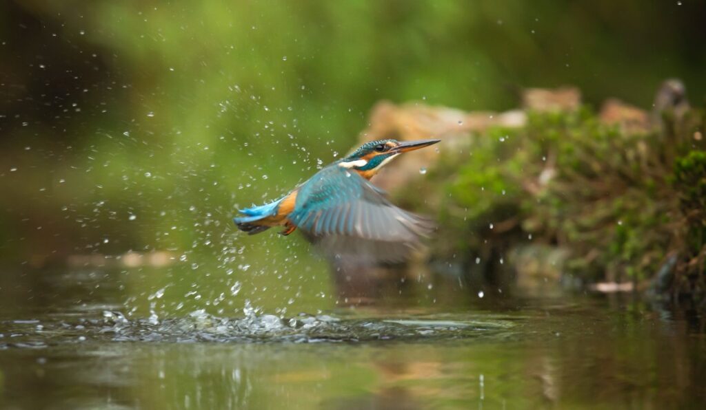 Pájaro bebiendo en un río